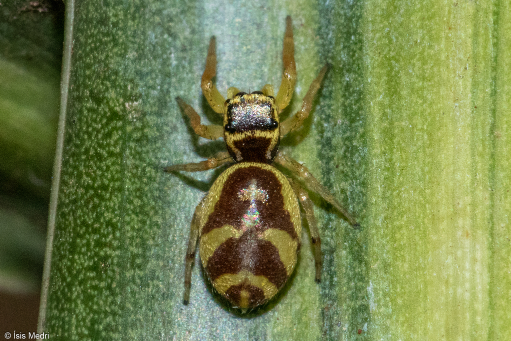 Sassacus aurantiacus