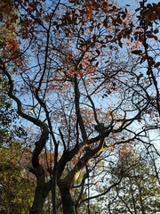 Amelanchier canadensis