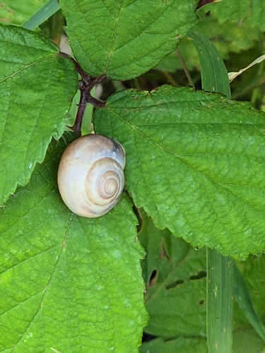 Monacha cantiana