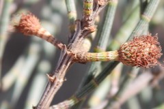 Casuarina pauper