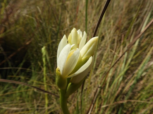 Phaius occidentalis image