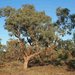 Eucalyptus coolabah - Photo (c) Mark Marathon，保留部份權利CC BY-SA