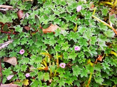 Geranium sibbaldioides