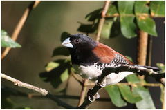 Spermestes bicolor nigriceps
