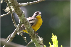 Emberiza cabanisi
