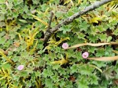 Geranium sibbaldioides