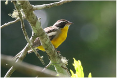 Emberiza cabanisi