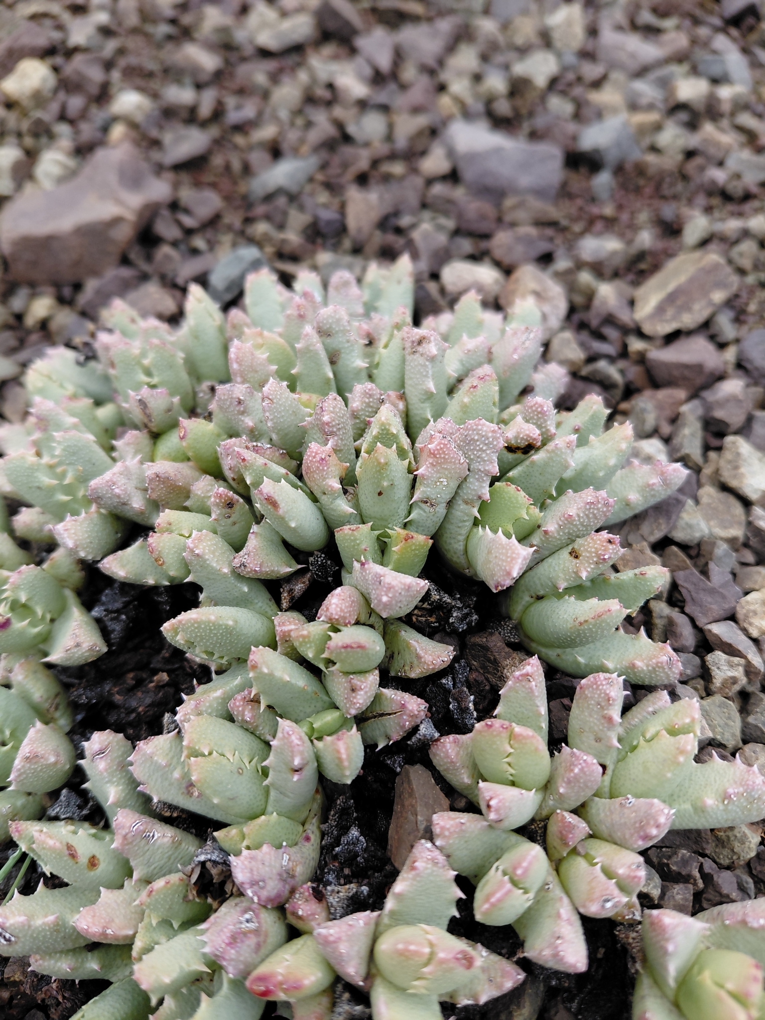 Stomatium suricatinum