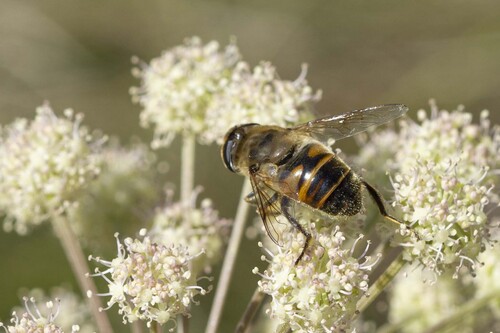 Common Drone Fly
