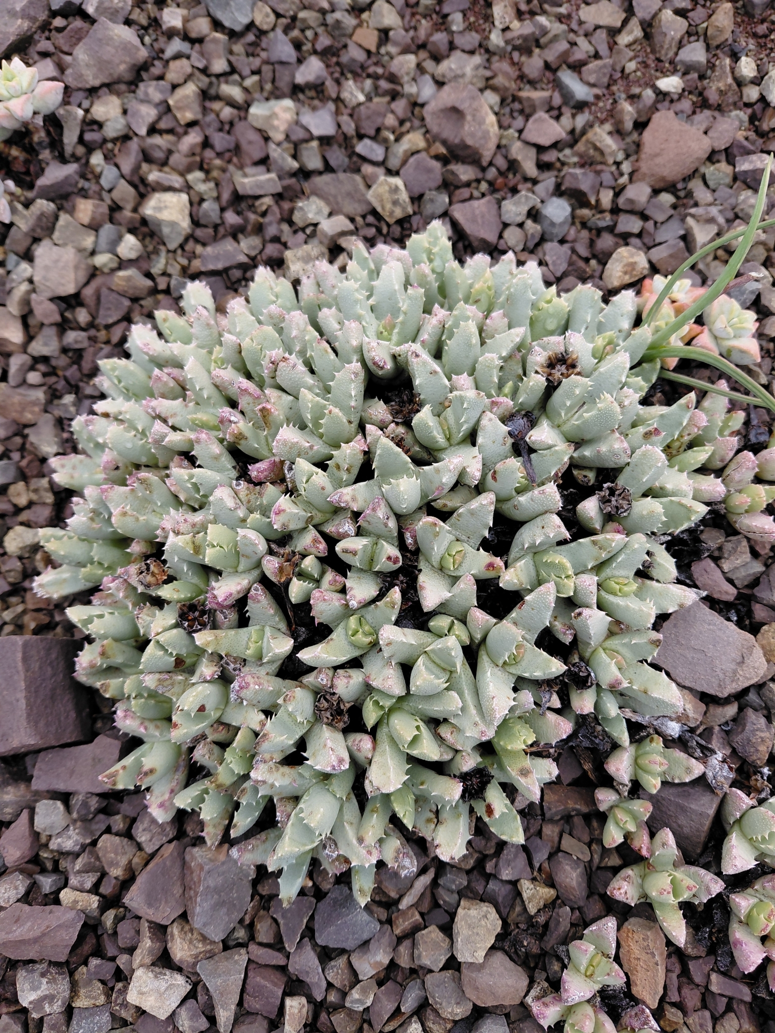Stomatium suricatinum 2
