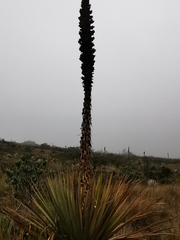 Puya goudotiana