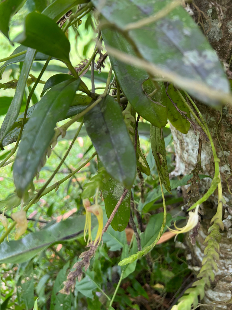 Thrixspermum platystachys