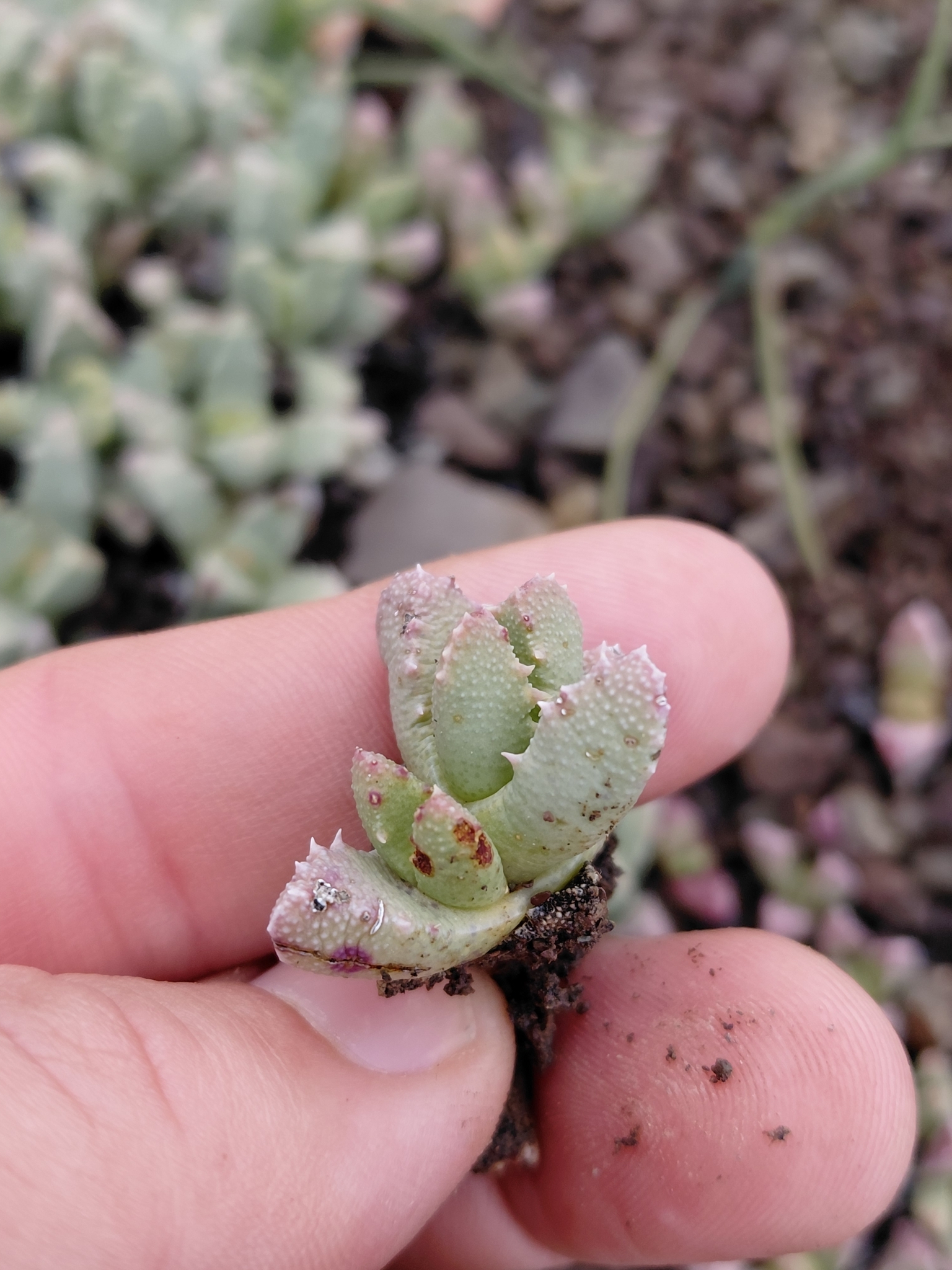 Stomatium suricatinum 3