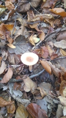 Lactarius subdulcis