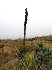 Puya goudotiana