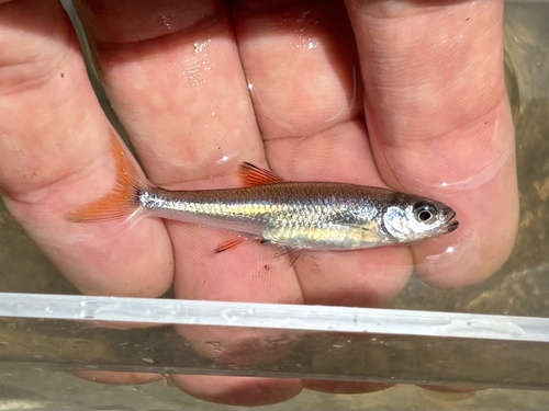Cherryfin Shiner
