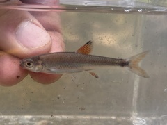 Cherryfin Shiner photo 5