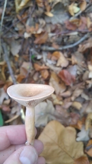 Lactarius subdulcis