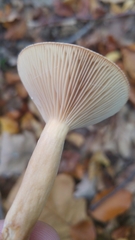 Lactarius subdulcis