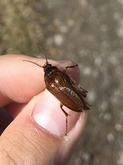 Scaptolenus lecontei