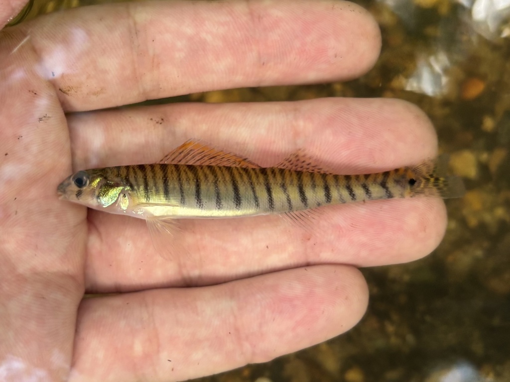 Gulf Logperch