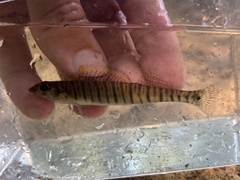 Gulf Logperch photo 2