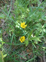 Ranunculus peduncularis