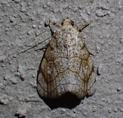Bagisara tristicta