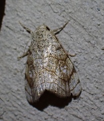Bagisara tristicta