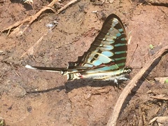 Graphium policenes