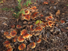 Pholiota lubrica