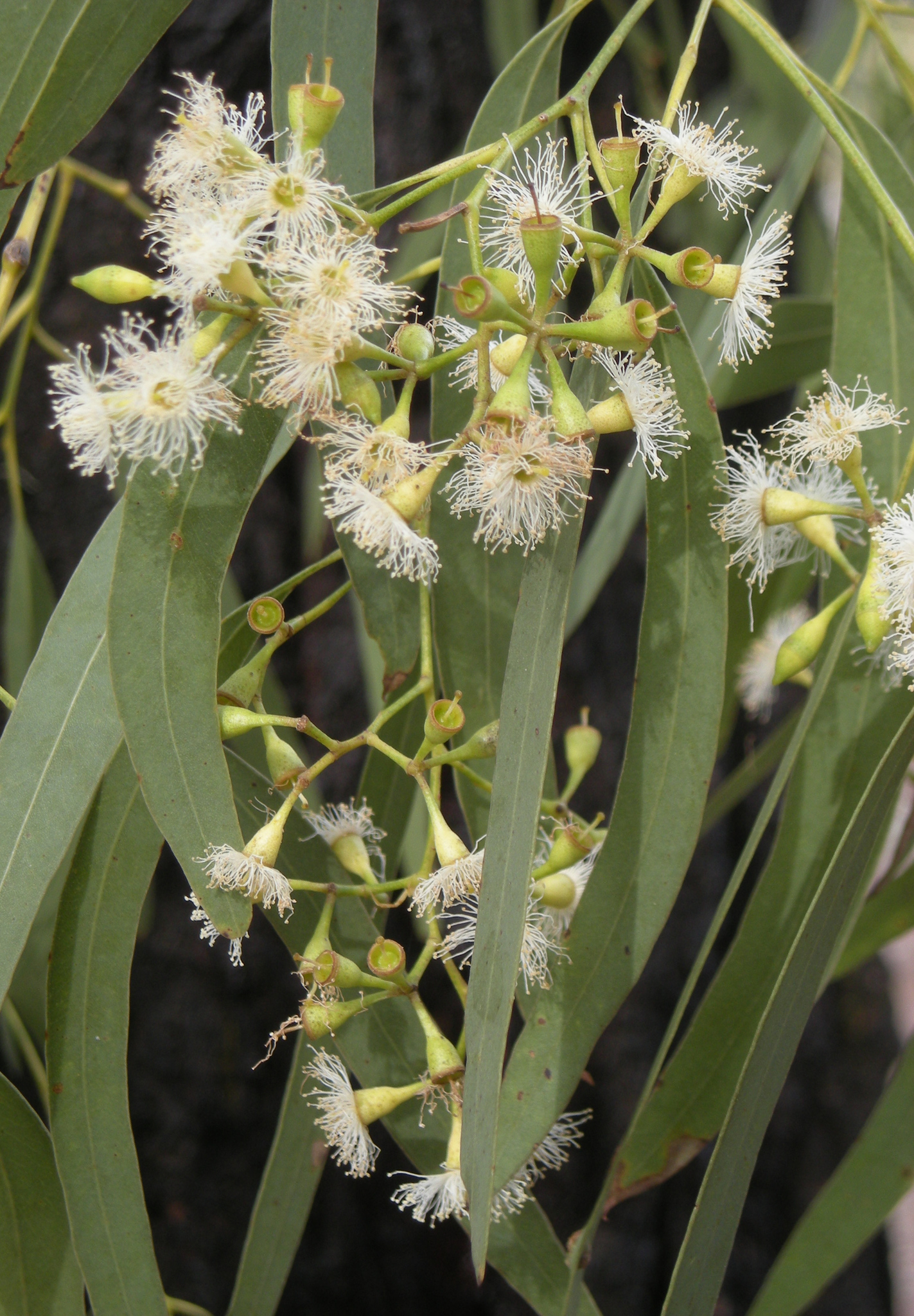 Eucalyptus crebra