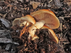 Pholiota lubrica