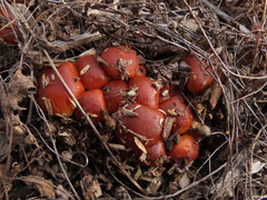 Pholiota lubrica