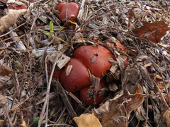 Pholiota lubrica