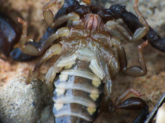 Euscorpius celanus