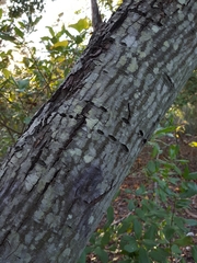Amelanchier canadensis