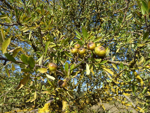 Almond-leaved pear (Pyrus spinosa)