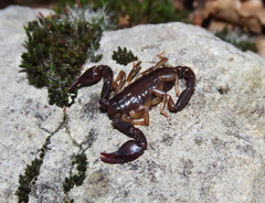 Euscorpius celanus