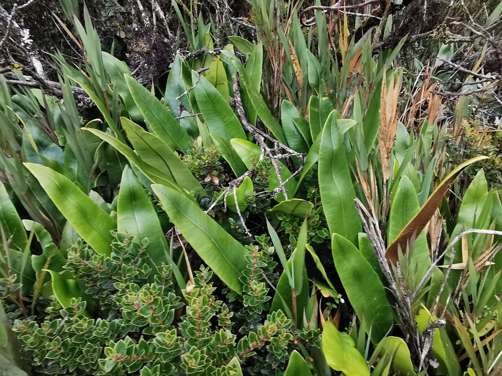 Elaphoglossum lingua