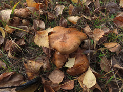 Paxillus ammoniavirescens