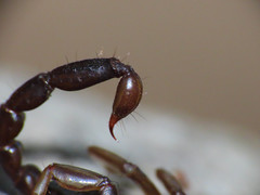 Euscorpius celanus