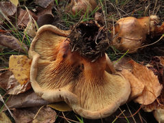 Paxillus ammoniavirescens