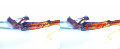 Euscorpius celanus