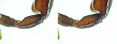 Euscorpius celanus