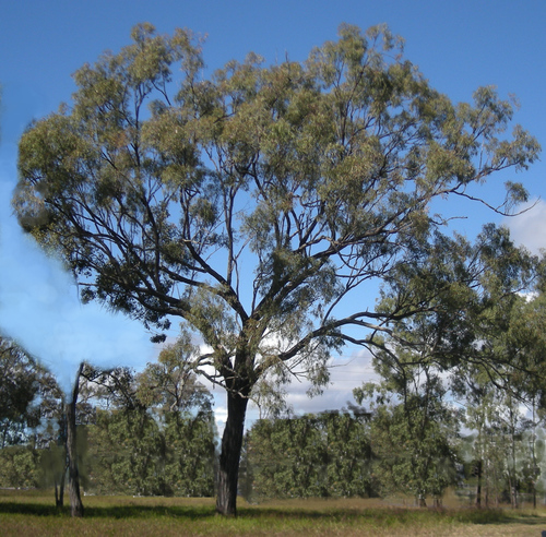 Eucalyptus crebra