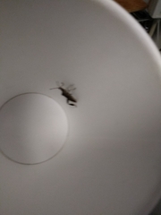 Leptoglossus occidentalis