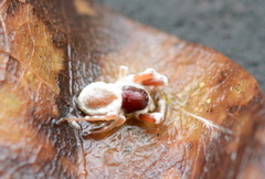 Gibellula leiopus