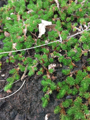 Selaginella wrightii