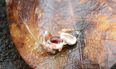 Gibellula leiopus